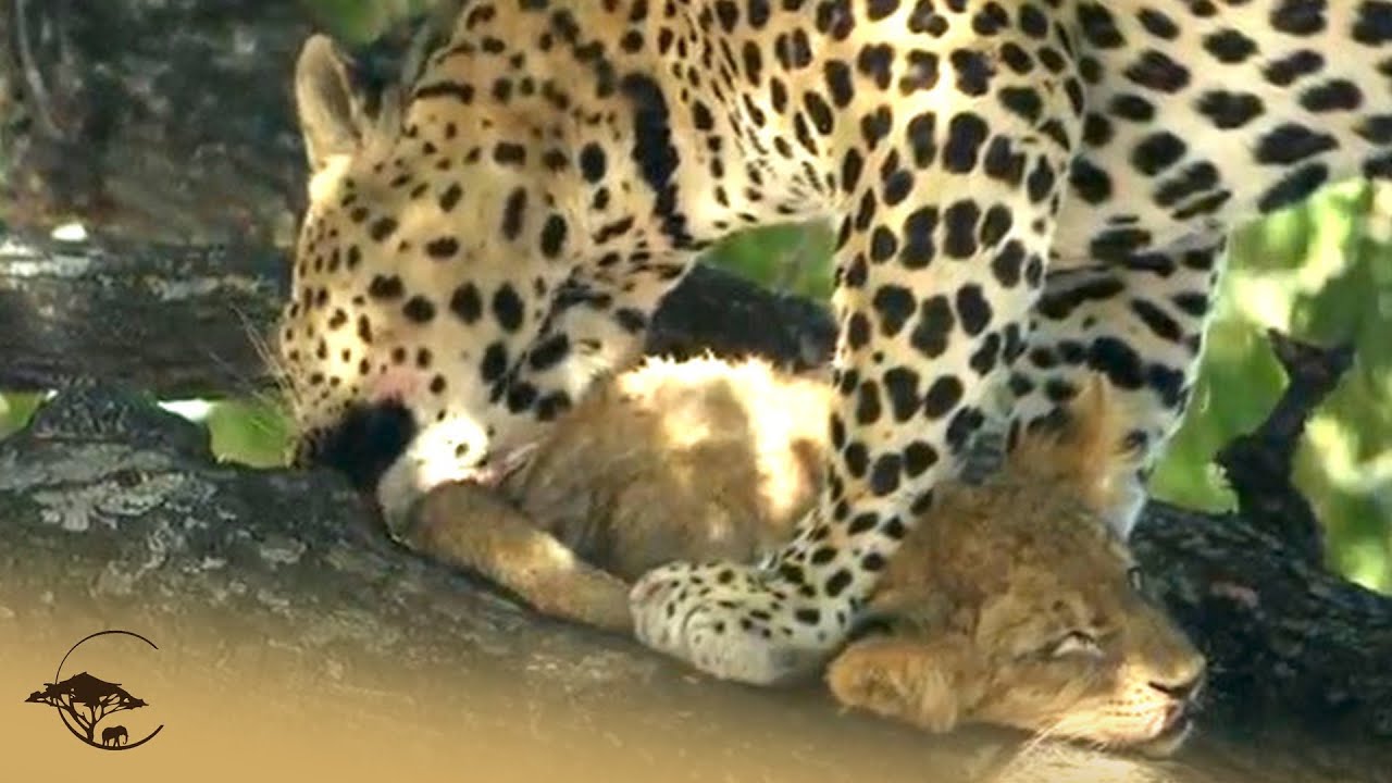 Leopard Kidnaps Lion Cub