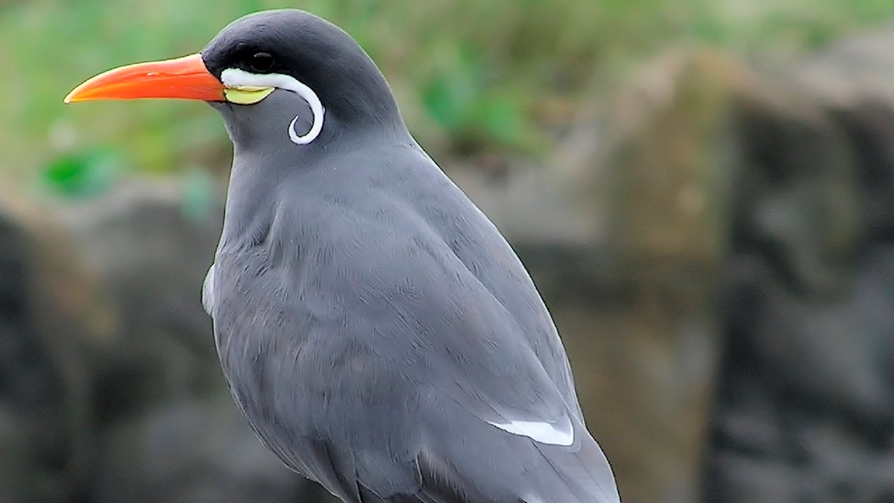 Charr&aacute;n Inca: La AVE m&aacute;s 😍 HERMOSA de la FAMILIA STERNIDAE - Animales Salvajes