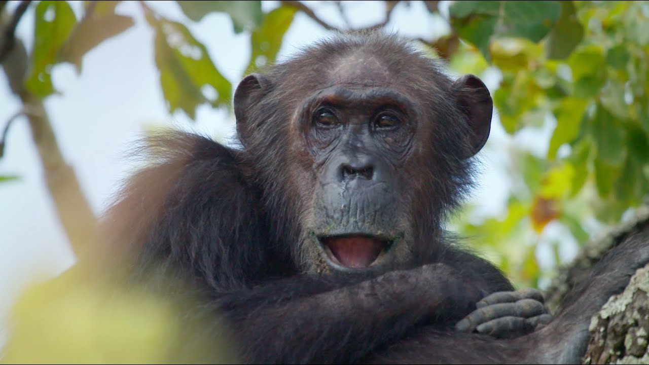 Walk in the footsteps of Jane Goodall with Google Maps