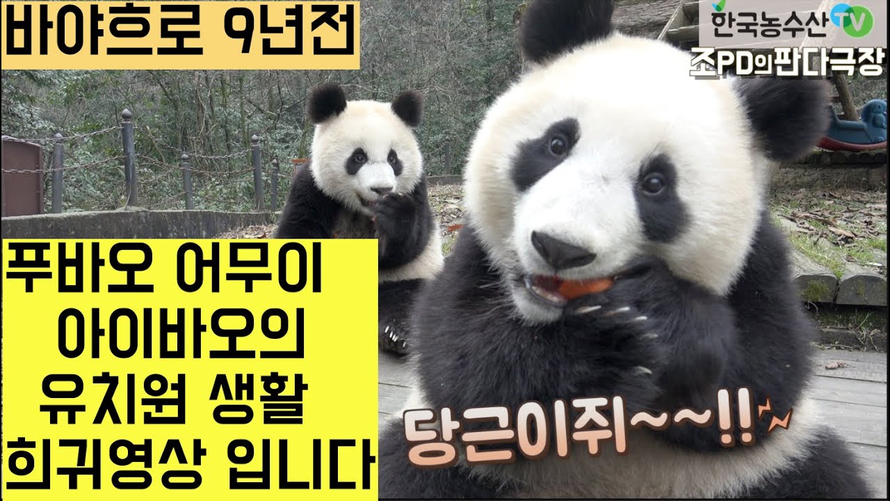 [한국농수산TV] 푸바오 엄마 아이바오의 유치원 시절 희귀영상 #푸바오#아이바오#러바오#쌍둥이