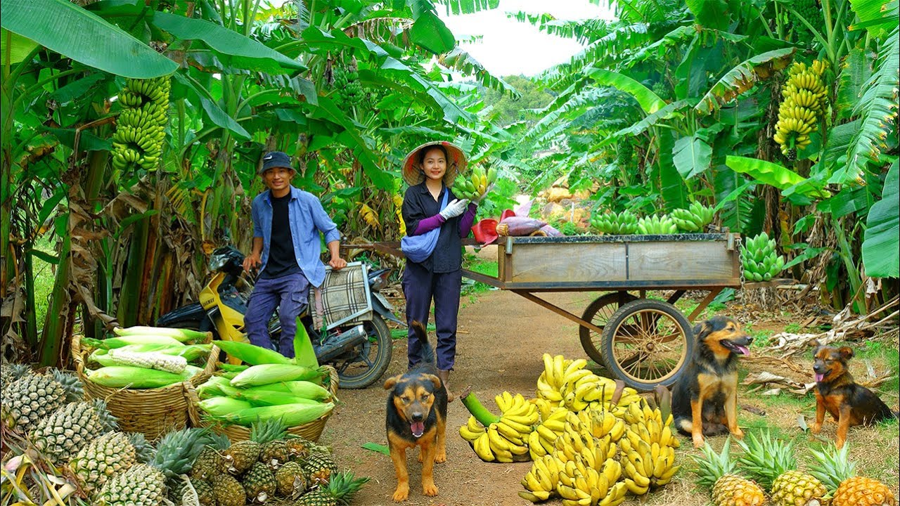Harvest, Cook, And Sell: Making Money With Bananas, Waxy Corn, And Pineapple Farming