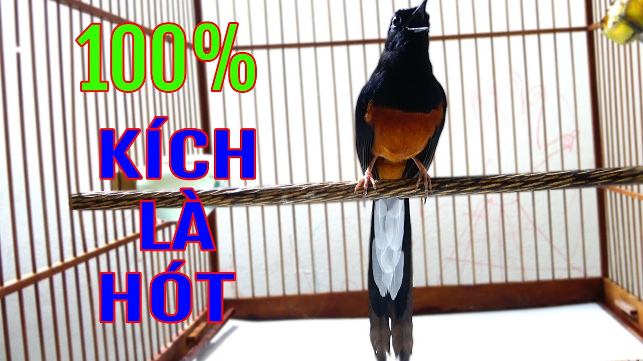 💥💦Tiếng Chòe lửa kích lửa DÌU BỔI HÓT NHANH RA GIỌNG Kích chòe lửa hót nhiều giọng hay. CHOE MAI