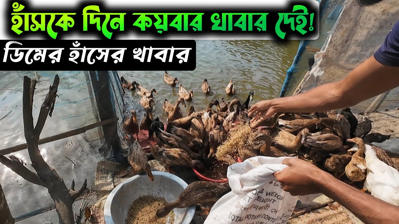 আমাদের হাঁসগুলোকে দিনে কয়বার খাবার দেই? 🤔🤔