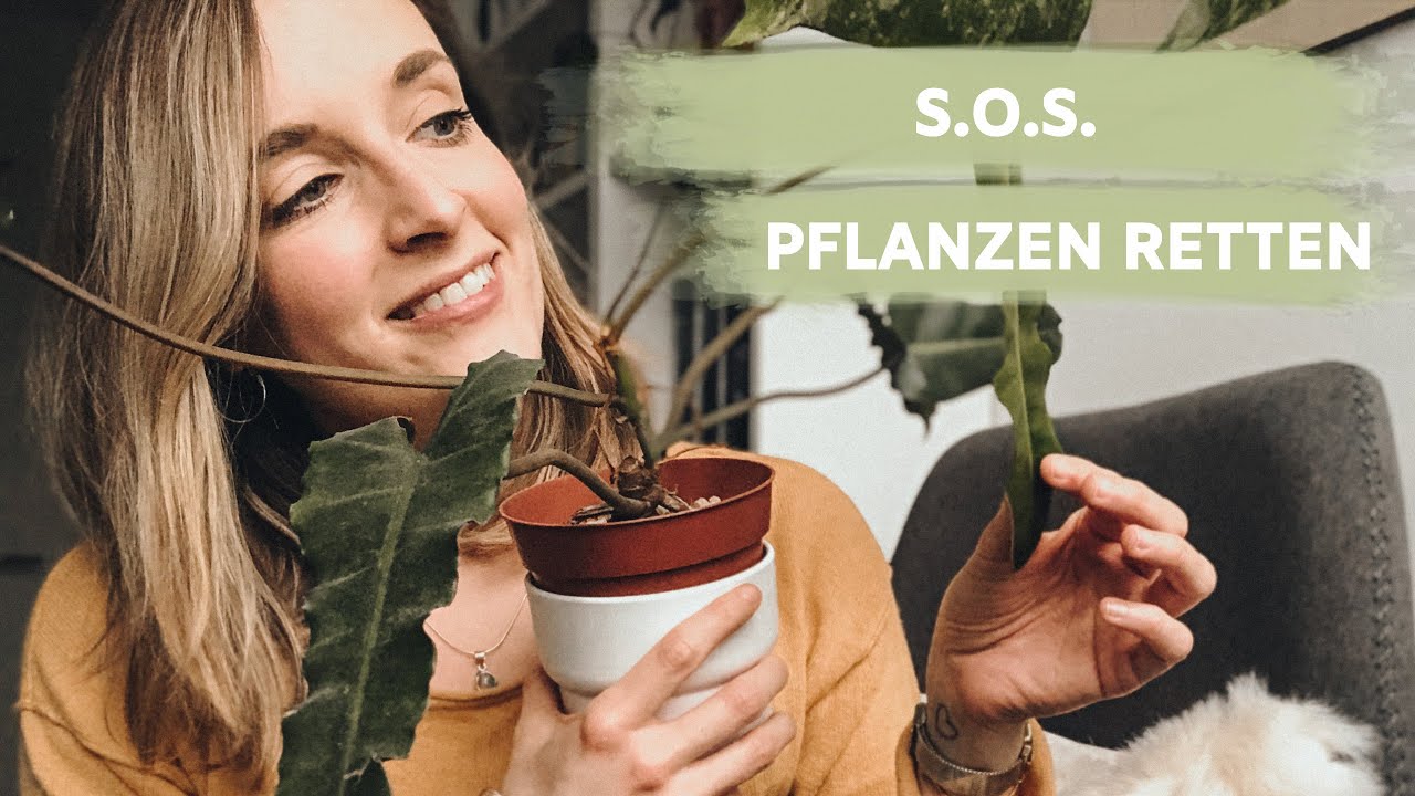 STERBENDE PFLANZEN RETTEN & UMZUG MIT PFLANZEN | coyote diaries