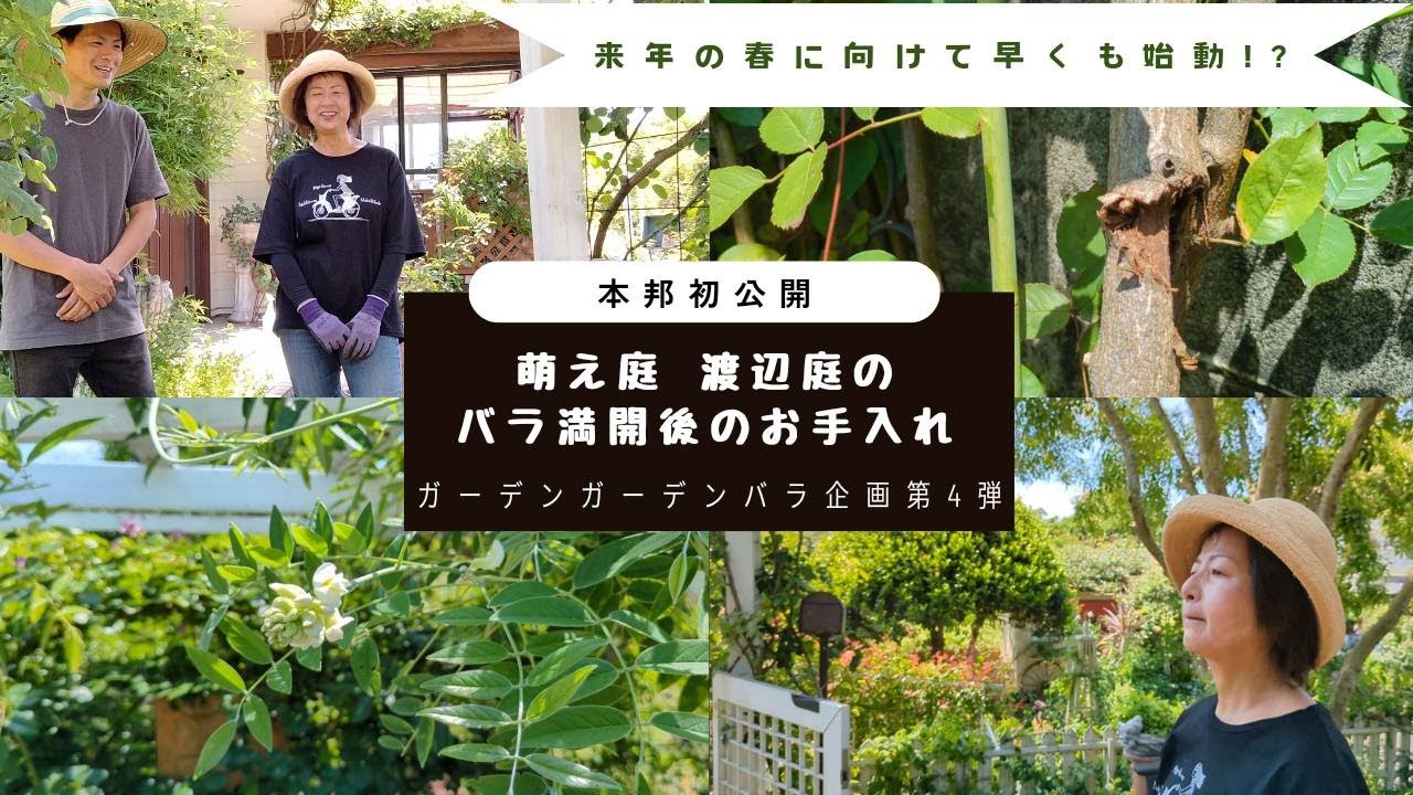 【バラ企画】渡辺庭のバラ満開後のお手入れ方法と害虫対策
