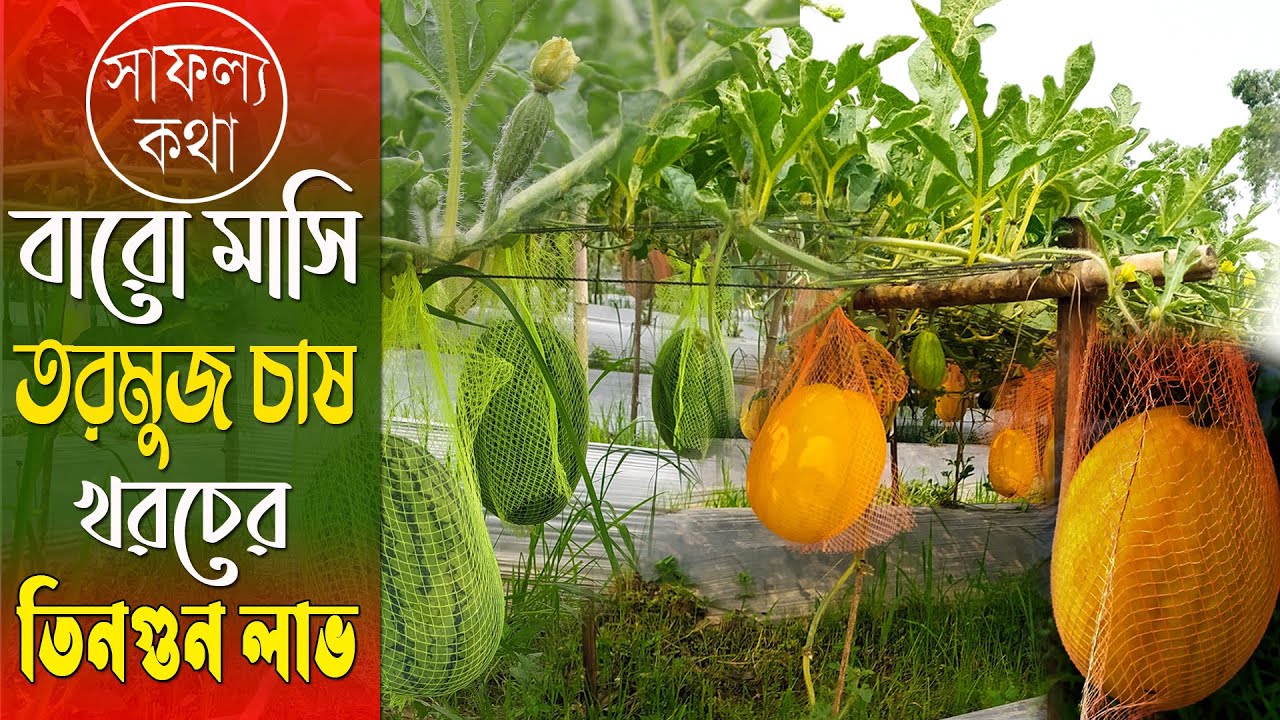 বারো মাসি তরমুজ চাষে বাম্পার ফলন - অধিক লাভবান কৃষক | তরমুজ চাষ পদ্ধতি | Watermelon Cultivation