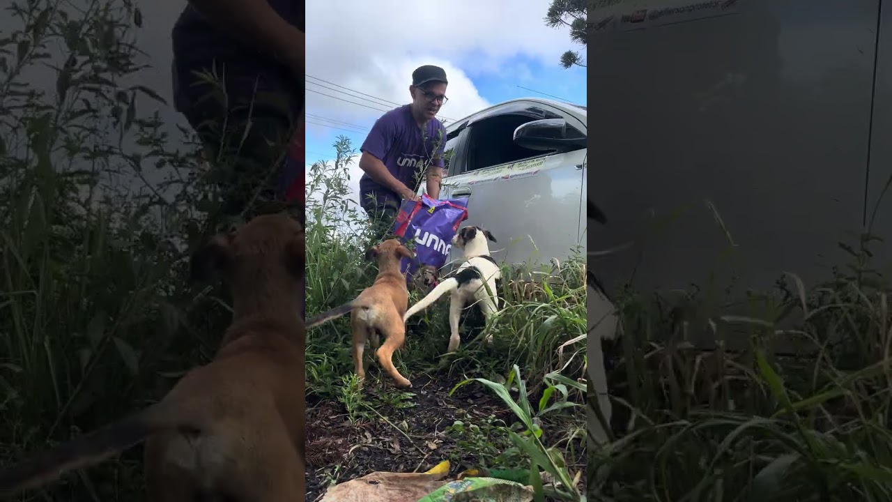 #protetoresdeanimais #cachorro 