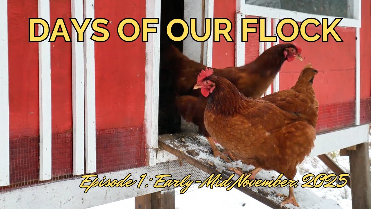 Days of Our Flock - Ep1: Early-Mid November, 2025