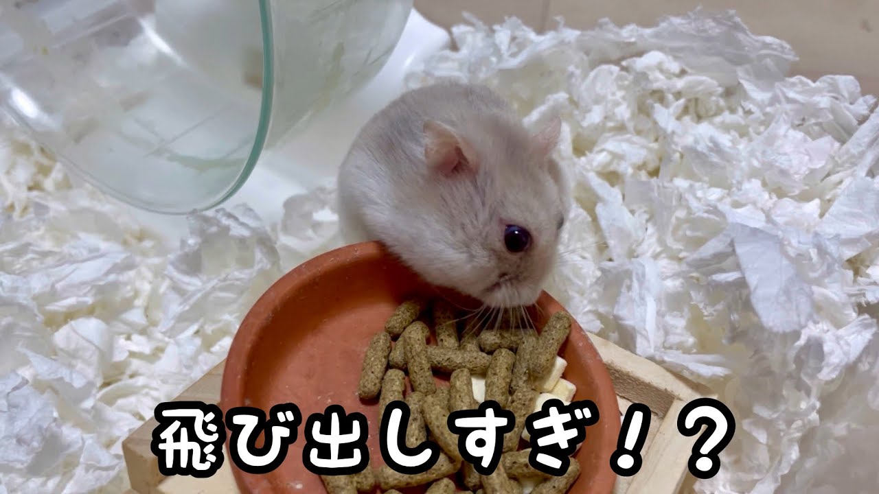 がっつきすぎて目が飛び出しちゃうハムスター