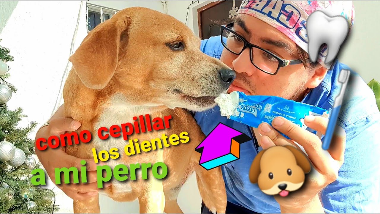 Como cepillar los dientes a mi perro 🦷🐶 - F&aacute;cil y r&aacute;pido💯