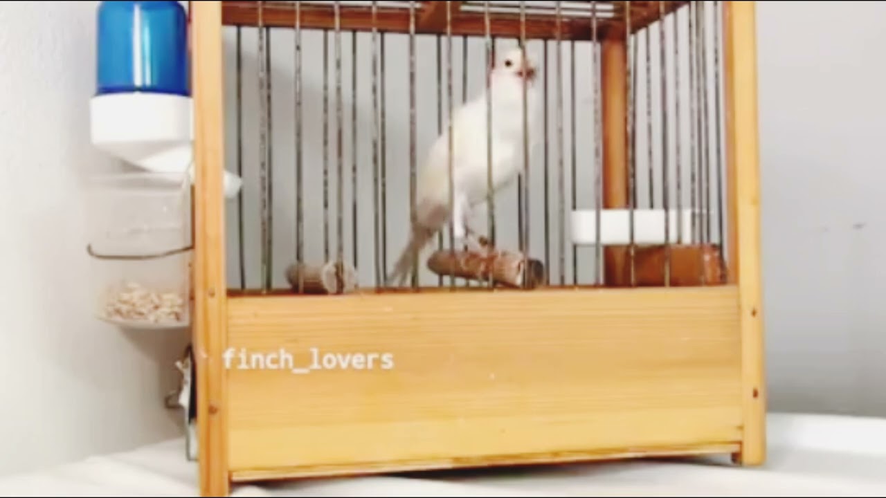 2026 Faster white 🤍 canary training || singing #canary #training #📢📢📢