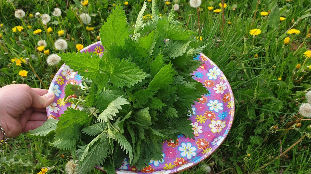 🥰🥰🥰 🥰🥰 Çaji me i shendetshem kunder Anemis,mungeses se Hekurit ne Trup,Bima me e shendetshme 🥰🥰🥰🥰🥰🥰🥰