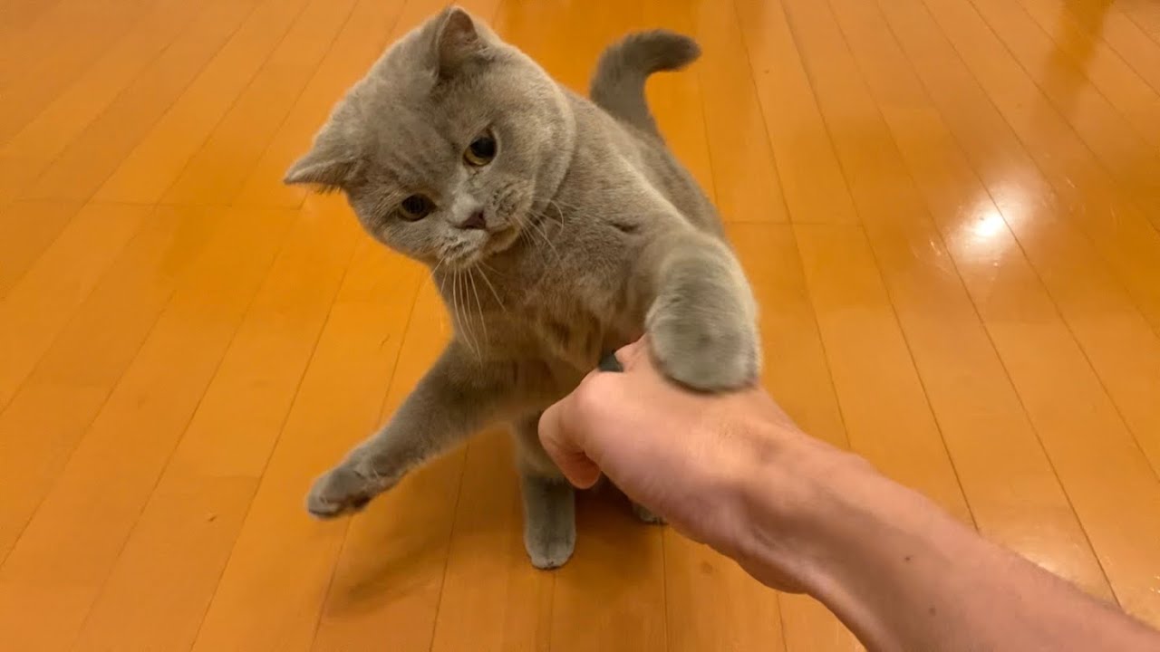 Affectionate and Funny British Shorthair Cat