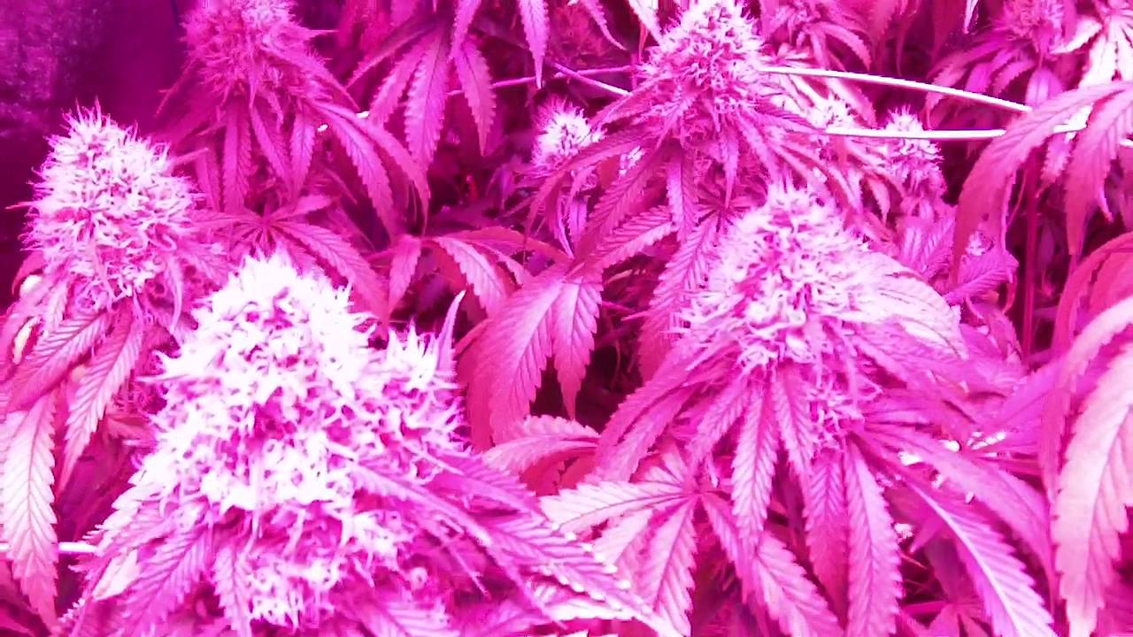 GROW SEASON 5 ( 6 WEEKS FLOWER ) PLATINUM LED P-600'S...REMO NUTRIENTS