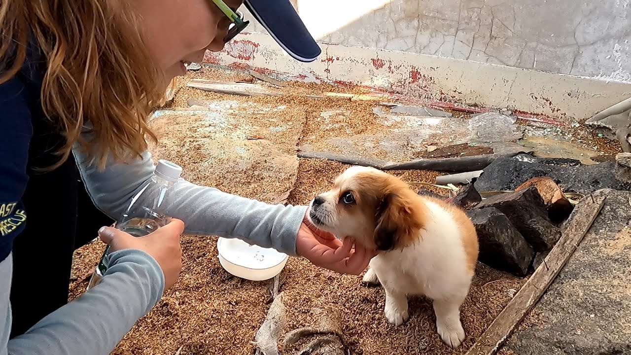 Homeless dog survived alone in abandoned community gets a new life