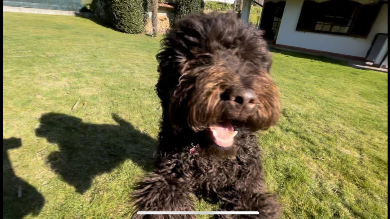 Play / Run / Eat and repeat _ A day with Rouge the Barbet _ 9 months old