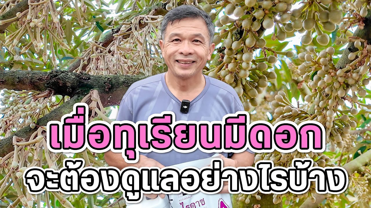 เมื่อทุเรียนมีดอกจะต้องดูแลอย่างไรบ้าง