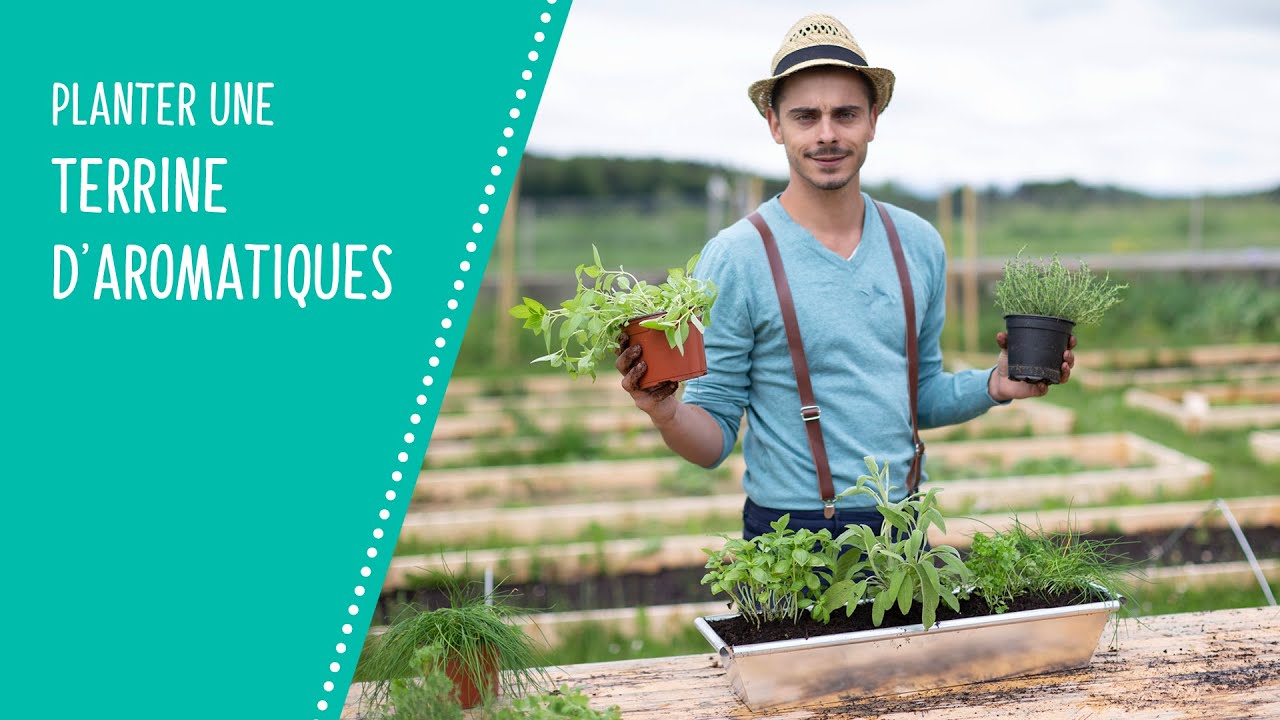 Planter une jardinière d'aromatiques