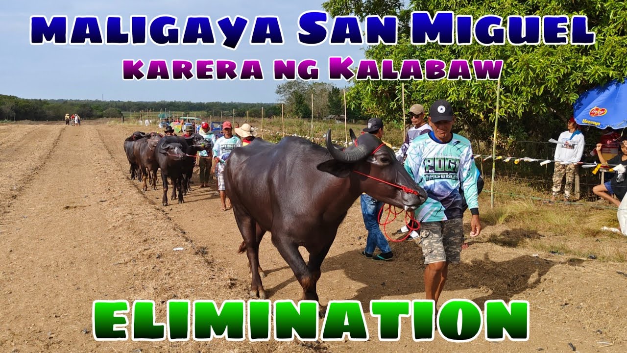 Pogi ng tagulod vs Don Bruno vs Bridgestone maligaya karera ng kalabaw 2025