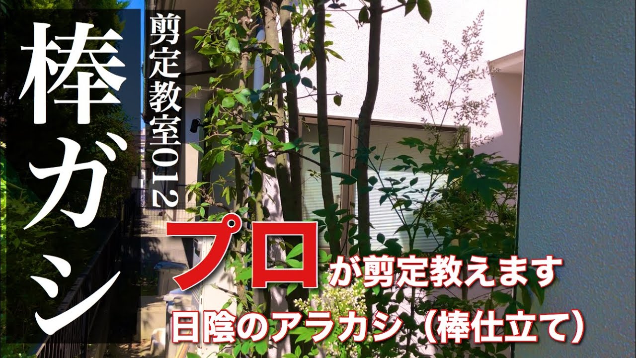 樫の剪定方法(棒ガシ、ボウガシ、棒仕立て生垣のアラカシ)、プロが解説します。剪定教室012