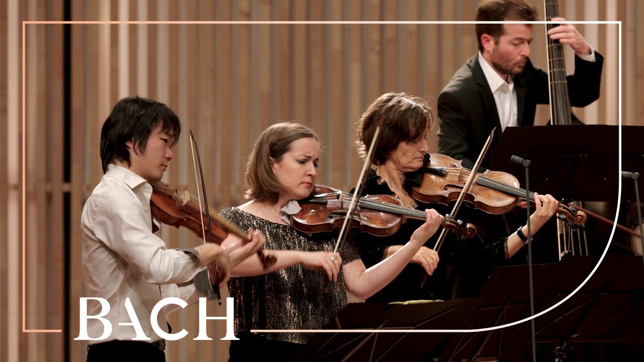 Bach - Allegro from 'Brandenburg' concerto no. 3 BWV 1048 - Sato | Netherlands Bach Society
