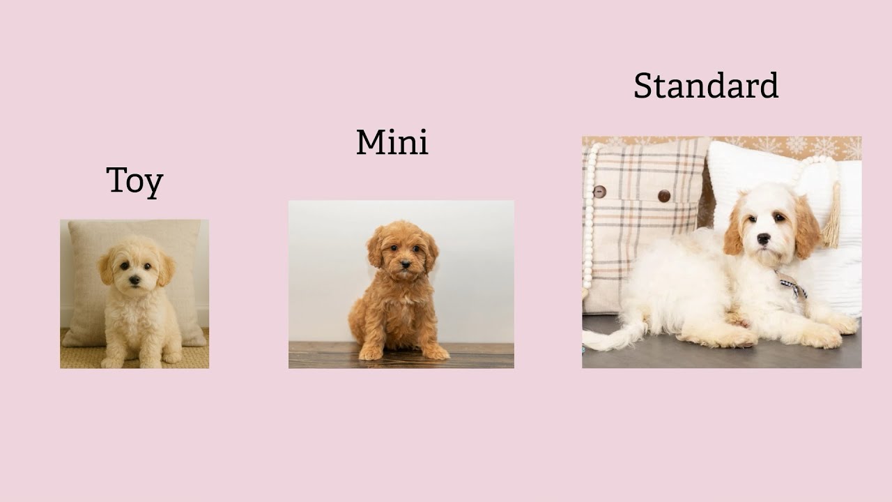 Cavapoo Size Guide: How Big Toy, Mini, and Standard Cavapoos Get