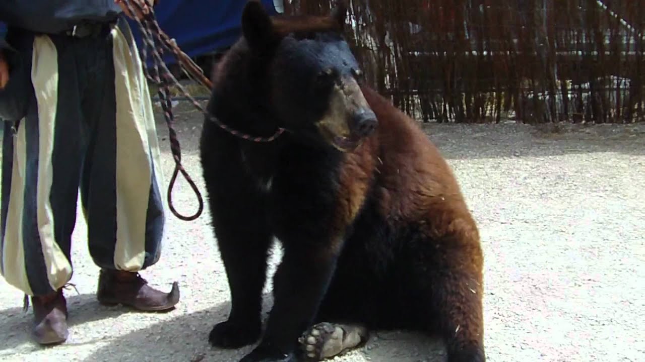 DRESSEUR D'OURS : FRED ET VALENTIN NUMERO OURS FORT L'ECLUSE ATCHAKA .WMV