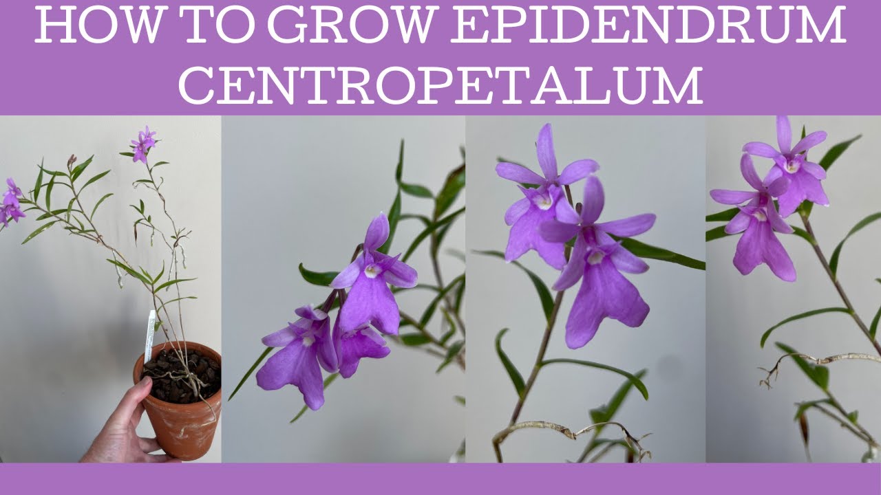 How to grow Epidendrum centropetalum, a fabulous cool growing Epidendrum species.