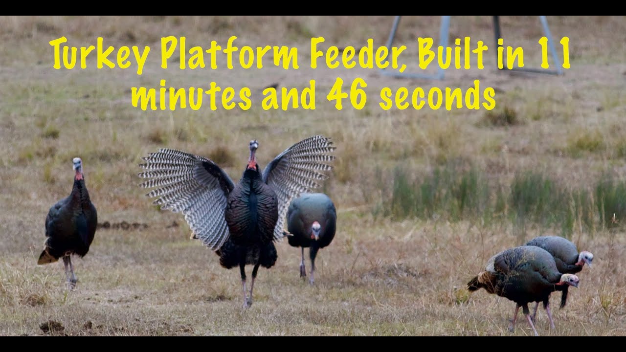 Turkey Feeder Stand