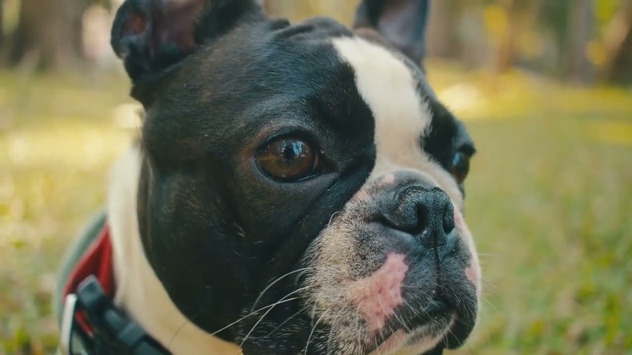 Boston Terrier Dogs - Unique Traits and Colours That Make Them Stand Out!