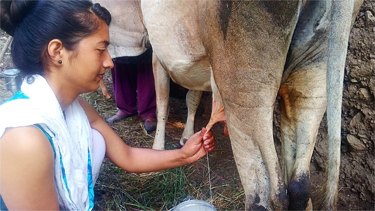 Cow Milking & Making Himachali Food Kheer Lushka Recipe || Our Village Lifestyle