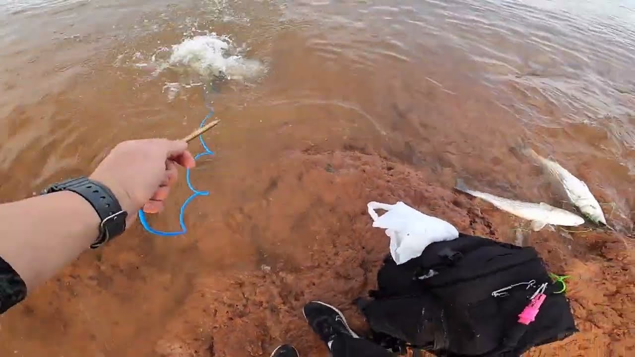 Lake Texoma Striper BOILING ACTION!!