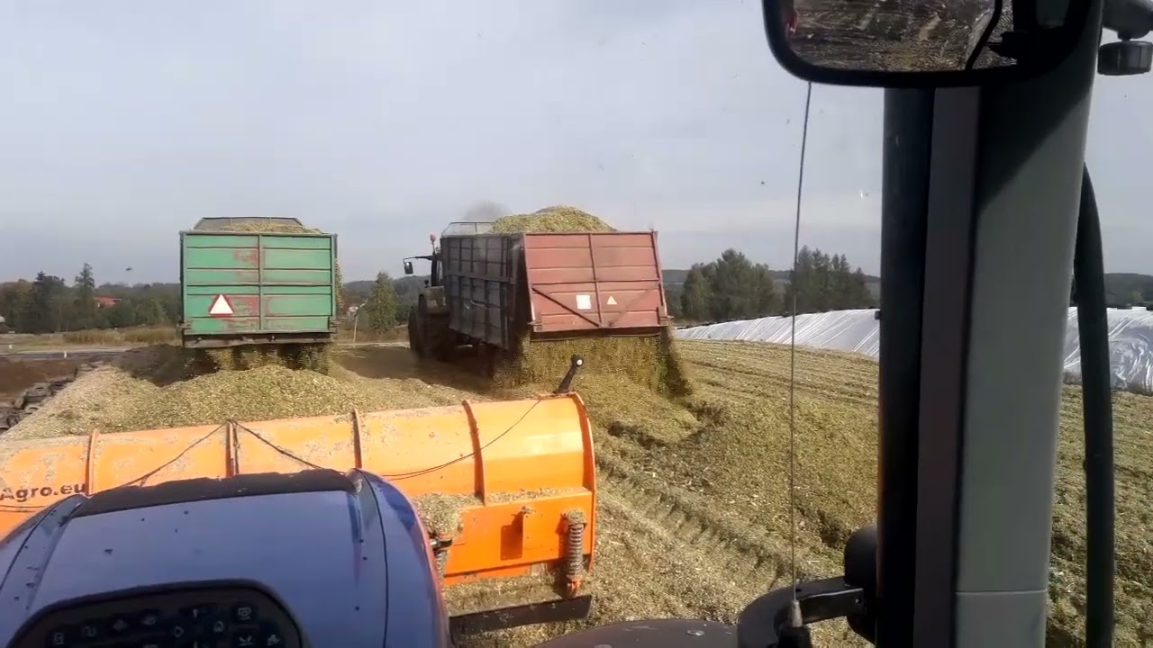 Kiszonka z kukurydzy  na biogaz silosowanie