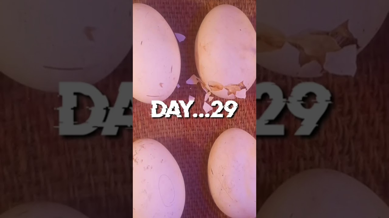 Rajhans (Indian Goose) eggs incubation ||  Egg candling.. ||. Rajhans chicks Sale...6200896808.