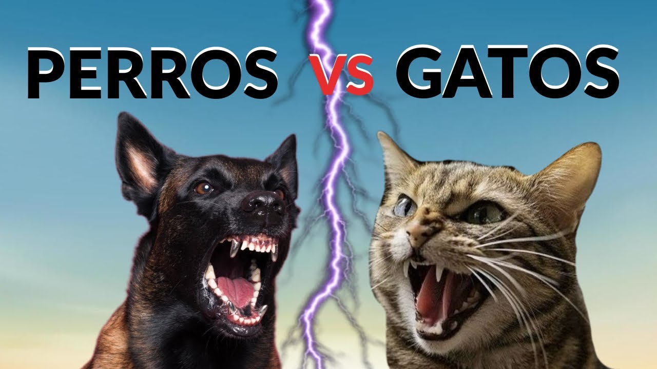 Perros vs Gatos, ¿Cuál es mejor?