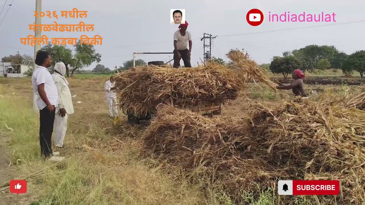 २०२६ मधील मंगळवेढ्यातील पहिली कडबा विक्री
