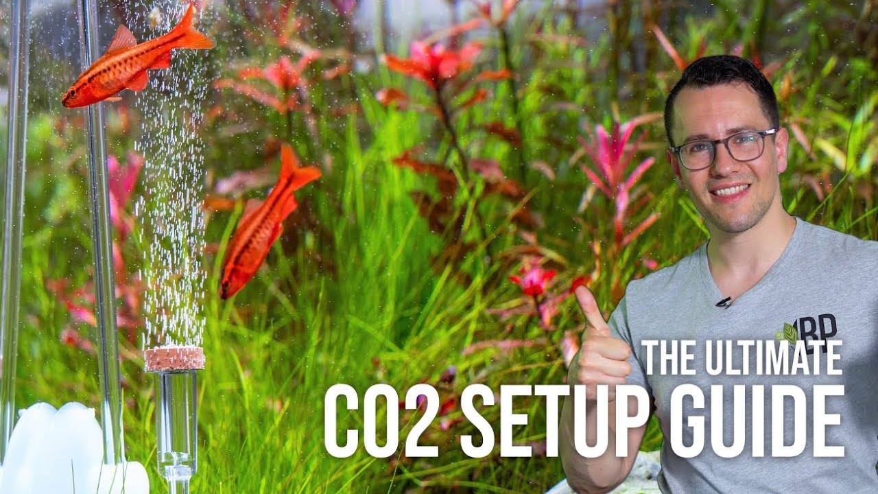 Руководство по настройке CO2 для начинающих аквариумистов с растениями | Обзор аквариума с растен...