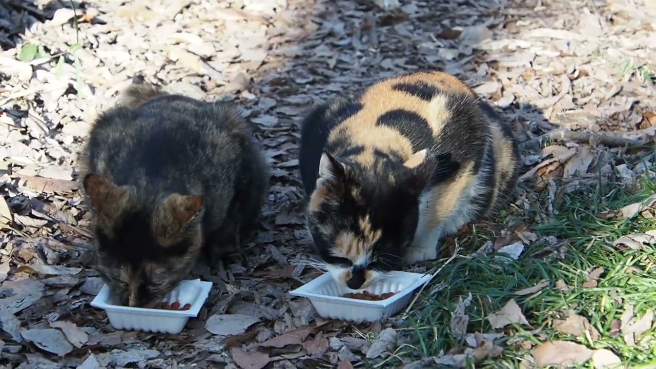 地域猫の暮らし2026/02/22 みんなでごはん,ハクビシンのお散歩