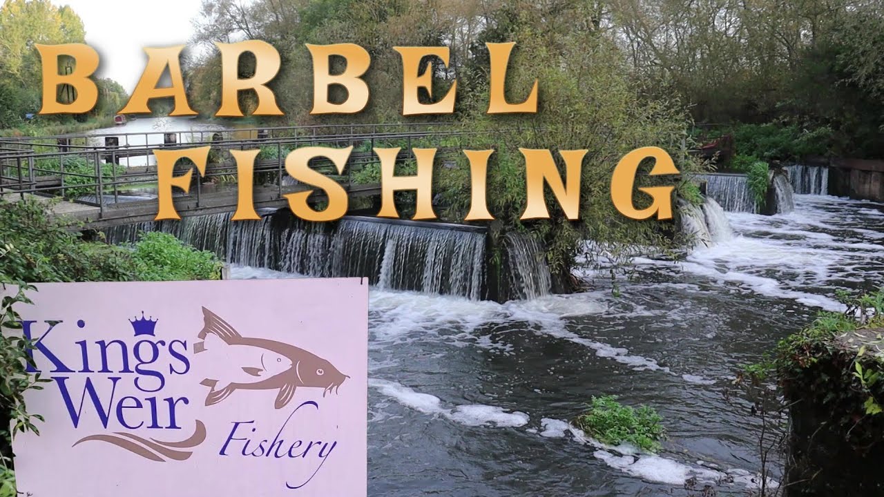 Barbel Fishing @ Kings Weir Fishery