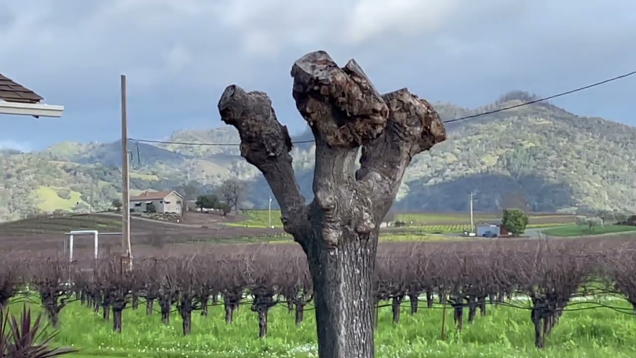 Topping cuts on Trees #tree topping