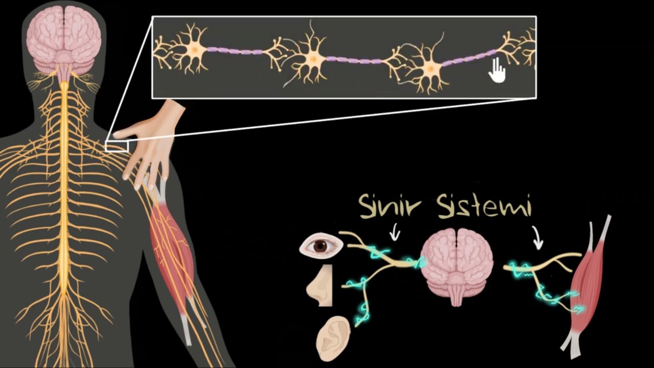 Merkezî ve Çevresel Sinir Sistemi (Biyoloji)