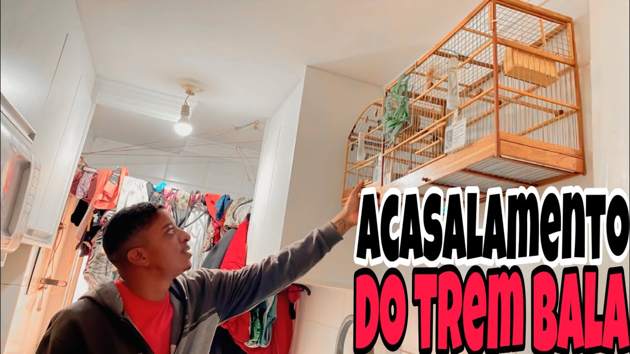 Acasalamento Visual na pratica do coleiro Trem Bala - Foco Força e determinacao / @manotom