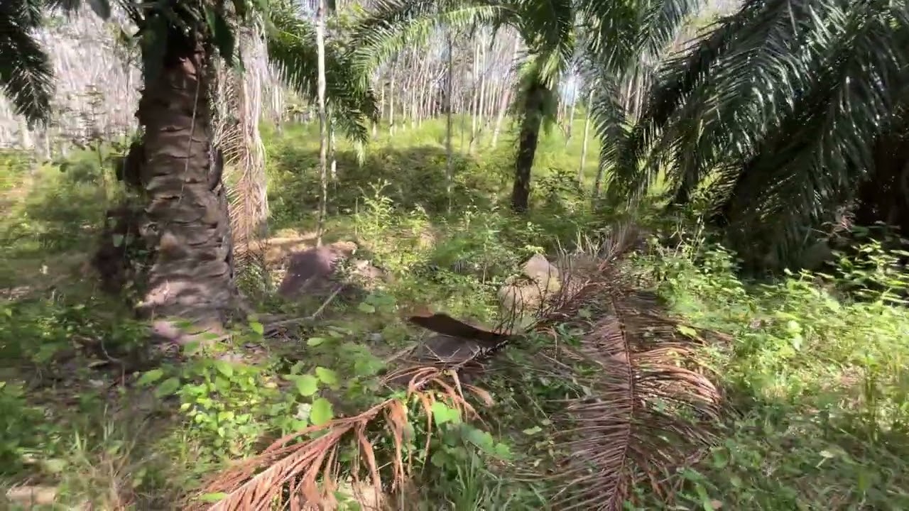 Palm Plantation Land for Sale – Over 6 Rai in Ko Kwang