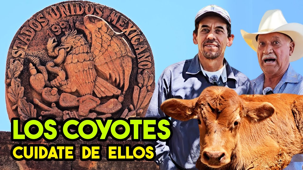 TE ATARANTAN, TE TRABAN LA BOCA y ATACAN | EL COYOTE y sus misterios