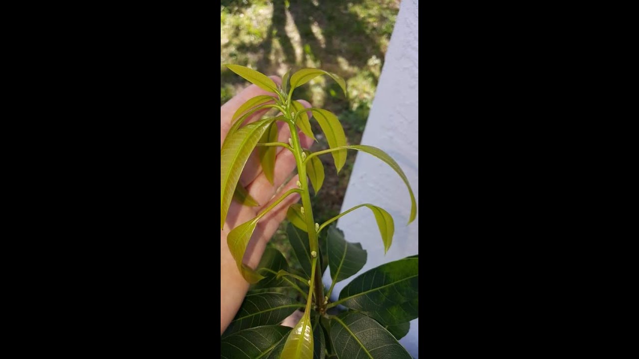 شاهد تقليم صنف المانجو كيت عمر سنتين و بعد ما أتقلم بقي هيكل عمر سنة | Mango