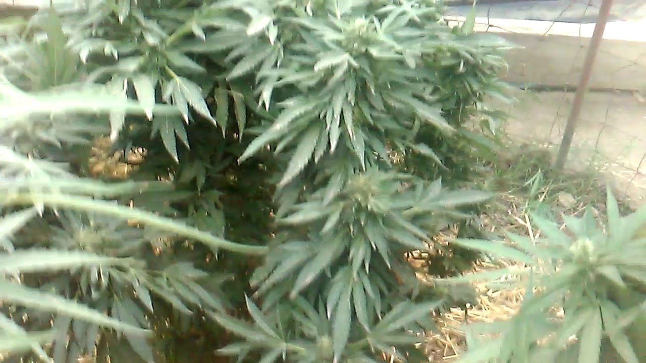 Sea of green