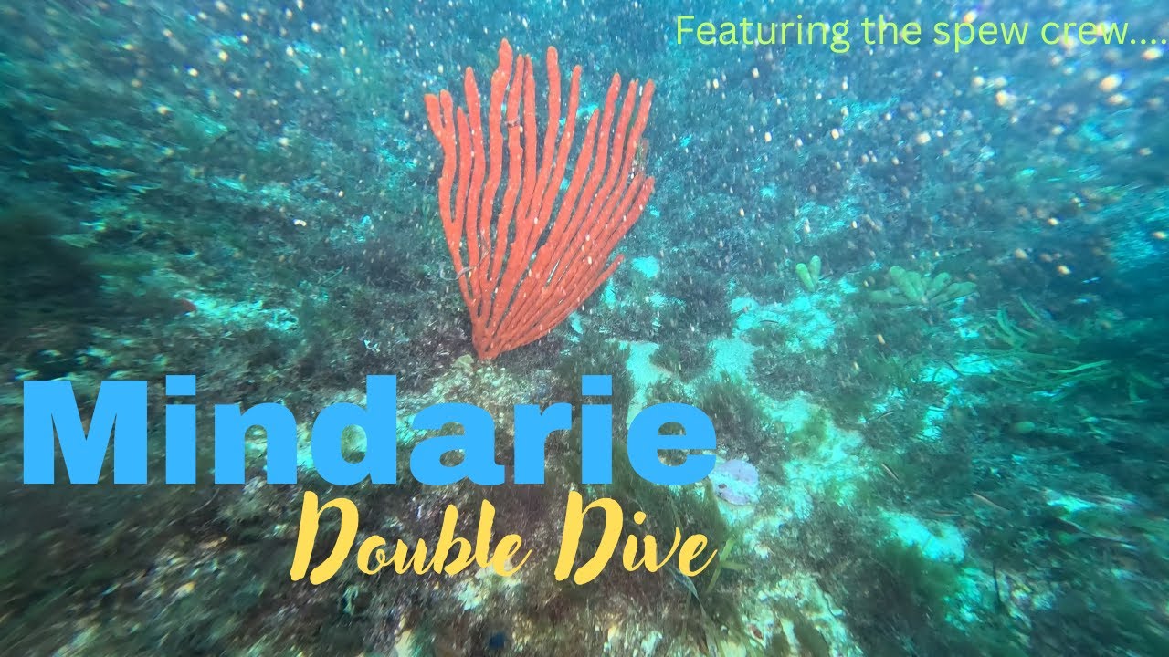 SCUBA - Mindarie Double - 17/01/2026