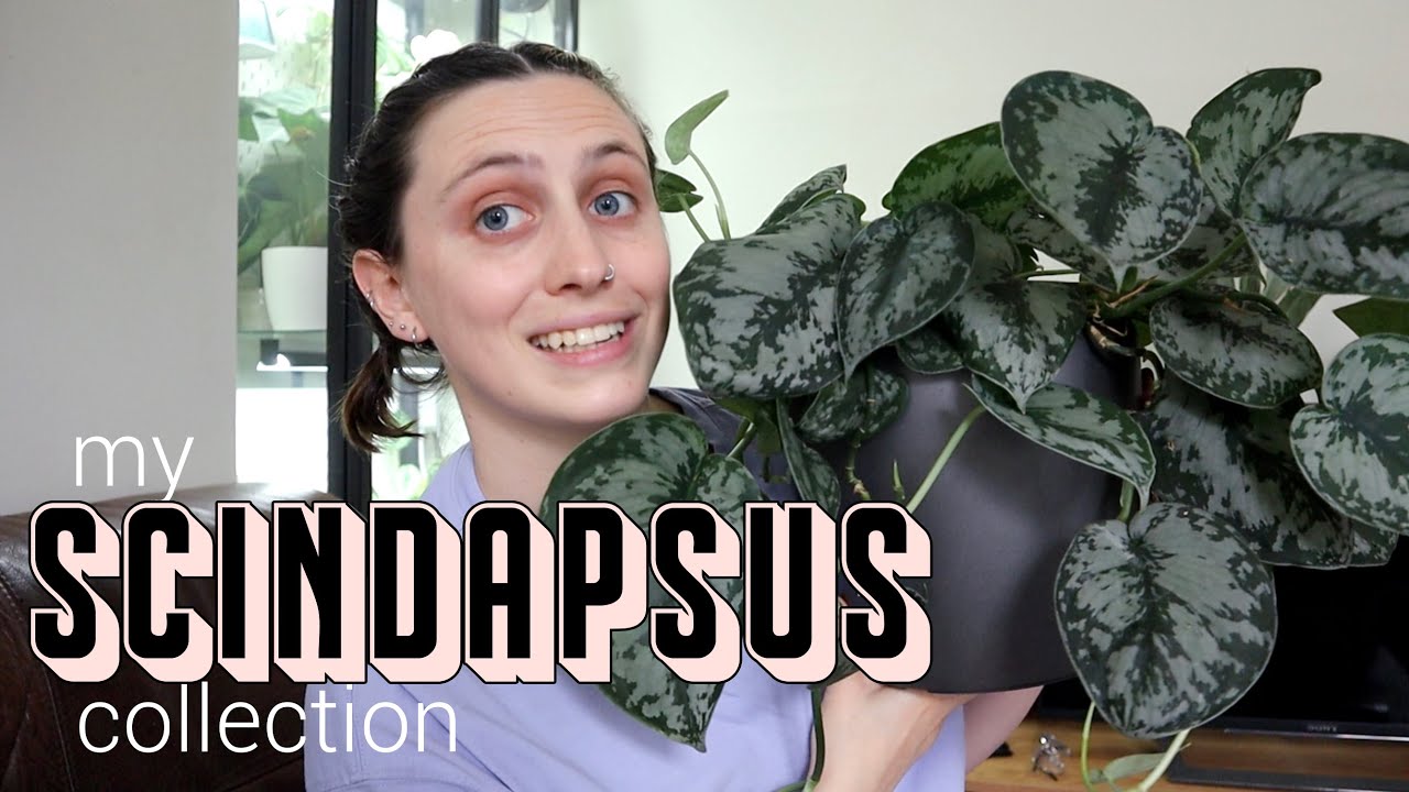 MY SCINDAPSUS COLLECTION | my favourite plant type