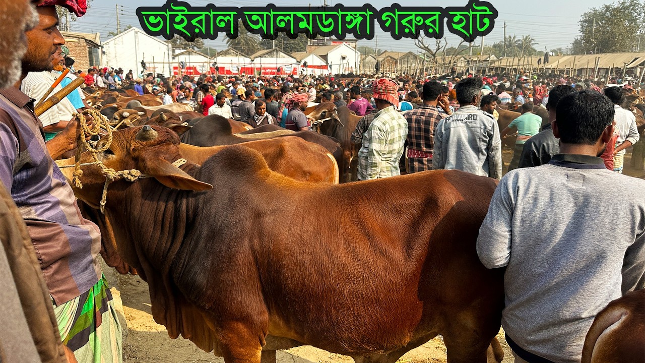 আলমডাঙ্গা হাটে গরুর দামে চমক! কোন গরু কত টাকা বিক্রি হলো?
