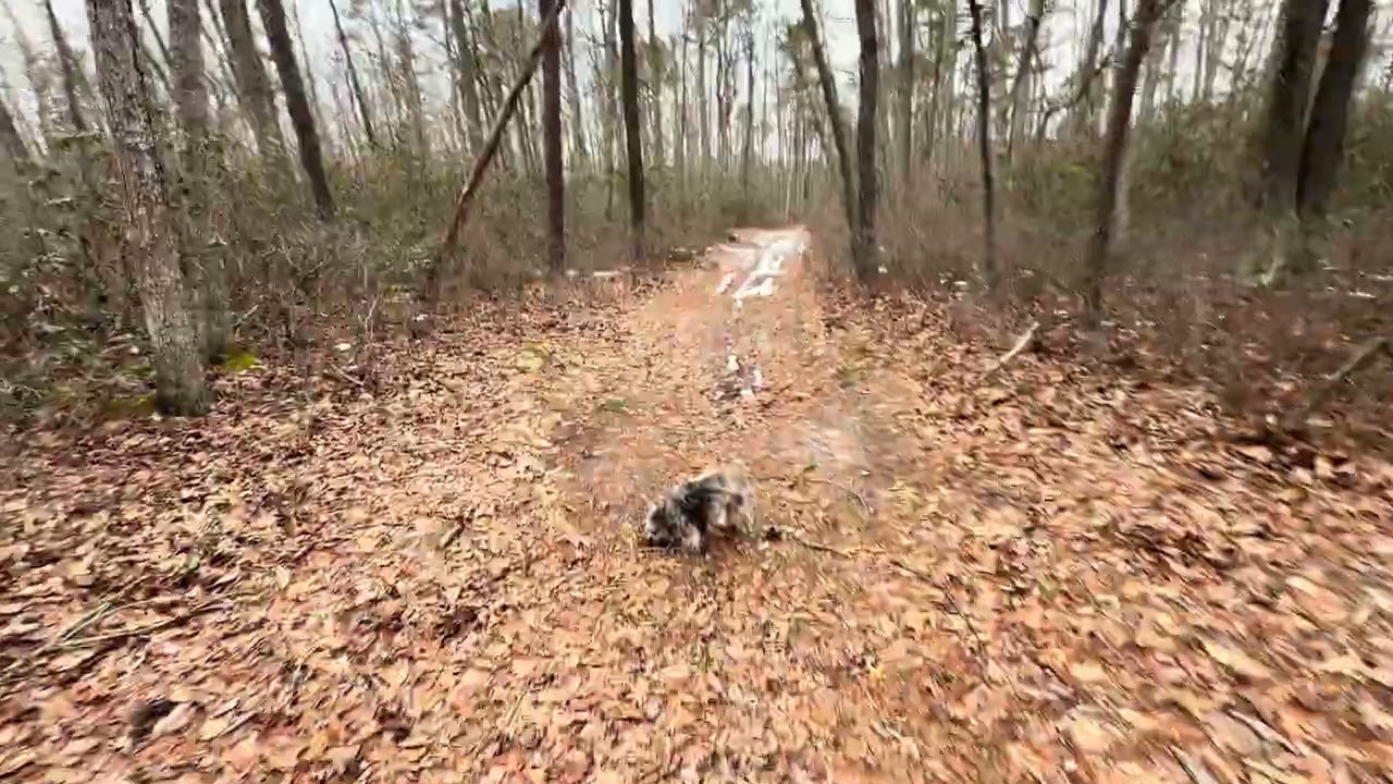 A walk into the  #pinebarrens  with the #dog 